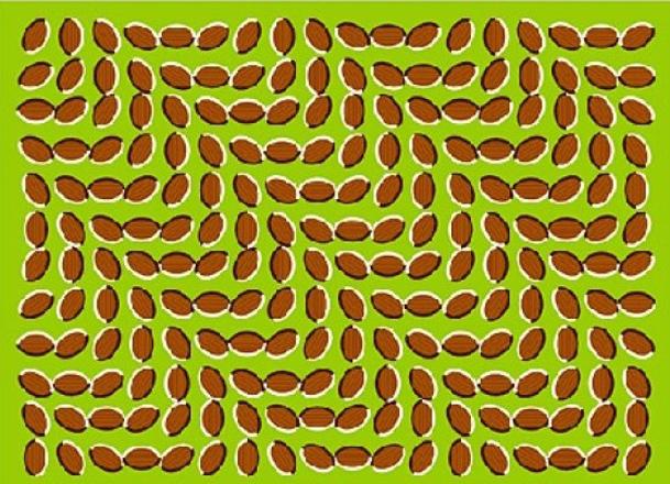 illusions - WINDY LEAVES